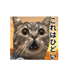 ⚫[動く！！]猫ミームで会話⭐24匹セット！（個別スタンプ：7）