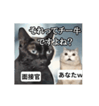 ⚫[動く！！]猫ミームで会話⭐24匹セット！（個別スタンプ：8）