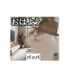 ⚫[動く！！]猫ミームで会話⭐24匹セット！（個別スタンプ：9）