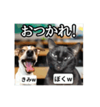 ⚫[動く！！]猫ミームで会話⭐24匹セット！（個別スタンプ：11）