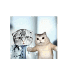 ⚫[動く！！]猫ミームで会話⭐24匹セット！（個別スタンプ：12）