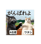 ⚫[動く！！]猫ミームで会話⭐24匹セット！（個別スタンプ：13）