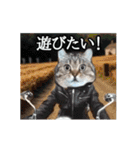 ⚫[動く！！]猫ミームで会話⭐24匹セット！（個別スタンプ：14）