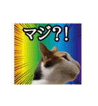 ⚫[動く！！]猫ミームで会話⭐24匹セット！（個別スタンプ：16）