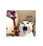 ⚫[動く！！]猫ミームで会話⭐24匹セット！（個別スタンプ：17）