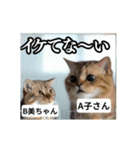 ⚫[動く！！]猫ミームで会話⭐24匹セット！（個別スタンプ：18）