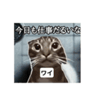 ⚫[動く！！]猫ミームで会話⭐24匹セット！（個別スタンプ：20）
