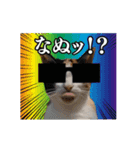 ⚫[動く！！]猫ミームで会話⭐24匹セット！（個別スタンプ：22）