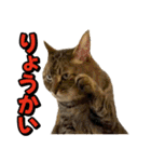 猫ミーム風キジトラ猫(よく使う言葉)（個別スタンプ：1）