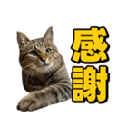 猫ミーム風キジトラ猫(よく使う言葉)（個別スタンプ：2）