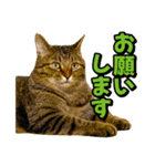 猫ミーム風キジトラ猫(よく使う言葉)（個別スタンプ：3）