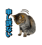 猫ミーム風キジトラ猫(よく使う言葉)（個別スタンプ：4）