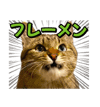 猫ミーム風キジトラ猫(よく使う言葉)（個別スタンプ：5）