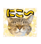 猫ミーム風キジトラ猫(よく使う言葉)（個別スタンプ：7）