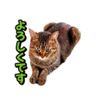 猫ミーム風キジトラ猫(よく使う言葉)（個別スタンプ：8）