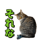 猫ミーム風キジトラ猫(よく使う言葉)（個別スタンプ：9）