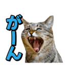 猫ミーム風キジトラ猫(よく使う言葉)（個別スタンプ：10）