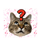 猫ミーム風キジトラ猫(よく使う言葉)（個別スタンプ：11）