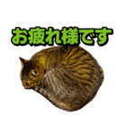 猫ミーム風キジトラ猫(よく使う言葉)（個別スタンプ：12）