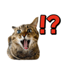 猫ミーム風キジトラ猫(よく使う言葉)（個別スタンプ：13）