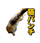 猫ミーム風キジトラ猫(よく使う言葉)（個別スタンプ：14）