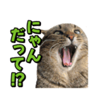 猫ミーム風キジトラ猫(よく使う言葉)（個別スタンプ：15）