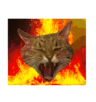猫ミーム風キジトラ猫(よく使う言葉)（個別スタンプ：16）
