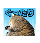 猫ミーム風キジトラ猫(よく使う言葉)（個別スタンプ：17）