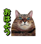 猫ミーム風キジトラ猫(よく使う言葉)（個別スタンプ：18）