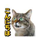 猫ミーム風キジトラ猫(よく使う言葉)（個別スタンプ：19）