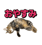 猫ミーム風キジトラ猫(よく使う言葉)（個別スタンプ：20）