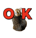 猫ミーム風キジトラ猫(よく使う言葉)（個別スタンプ：21）