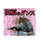 猫ミーム風キジトラ猫(よく使う言葉)（個別スタンプ：22）
