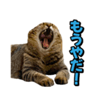 猫ミーム風キジトラ猫(よく使う言葉)（個別スタンプ：24）