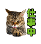 猫ミーム風キジトラ猫(よく使う言葉)（個別スタンプ：25）