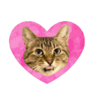 猫ミーム風キジトラ猫(よく使う言葉)（個別スタンプ：26）