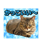 猫ミーム風キジトラ猫(よく使う言葉)（個別スタンプ：27）