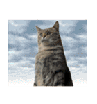 猫ミーム風キジトラ猫(よく使う言葉)（個別スタンプ：28）