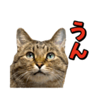 猫ミーム風キジトラ猫(よく使う言葉)（個別スタンプ：29）