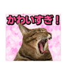 猫ミーム風キジトラ猫(よく使う言葉)（個別スタンプ：30）