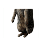 猫ミーム風キジトラ猫(よく使う言葉)（個別スタンプ：32）