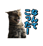 猫ミーム風キジトラ猫(よく使う言葉)（個別スタンプ：33）
