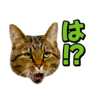 猫ミーム風キジトラ猫(よく使う言葉)（個別スタンプ：34）