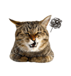 猫ミーム風キジトラ猫(よく使う言葉)（個別スタンプ：35）