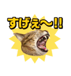 猫ミーム風キジトラ猫(よく使う言葉)（個別スタンプ：36）