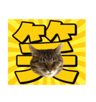 猫ミーム風キジトラ猫(よく使う言葉)（個別スタンプ：37）