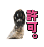 猫ミーム風キジトラ猫(よく使う言葉)（個別スタンプ：38）