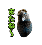 猫ミーム風キジトラ猫(よく使う言葉)（個別スタンプ：40）