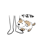 元気に動くね ぱやぱや犬(ドッグ)（個別スタンプ：3）