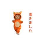 踊る！ダンス猫（着ぐるみ）（個別スタンプ：13）